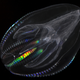 Comb Jelly. (Credit: Stefan Siebert/Brown University)